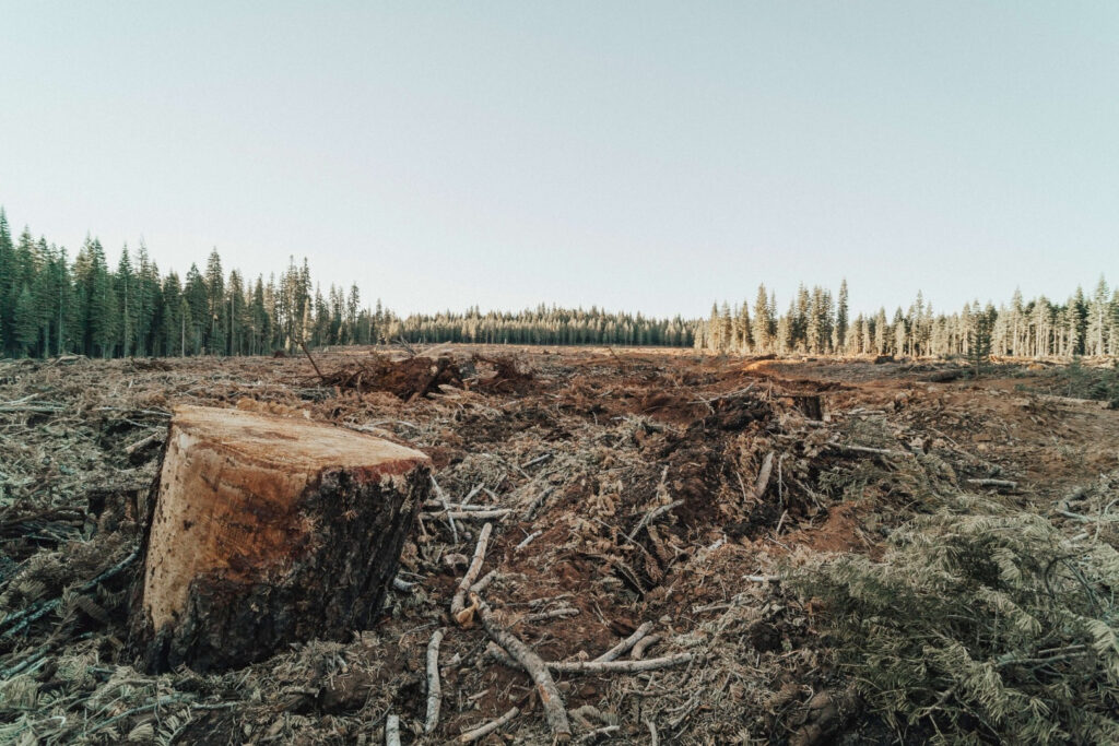 www.asimplelifetime.com forest clearcut